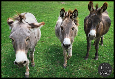 Sparky, Anna and Ruby